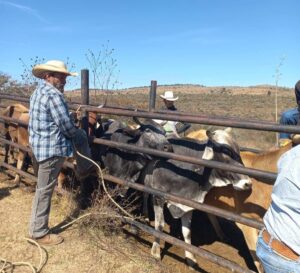 ACCIONES DE VACUNACIÓN Y ARETADO EN PEÑAMILLER
