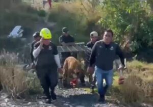 RESCATA PROTECCIÓN ANIMAL DE EL MARQUÉS A PERRITO ATRAPADO EN UN POZO