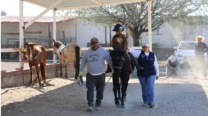 INICIA SEDIF CON LAS SESIONES DE EQUINOTERAPIA 2026