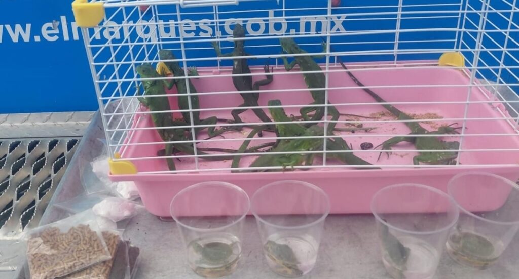 ASEGURAN IGUANAS Y TORTUGAS POR PRESUNTA VENTA IRREGULAR EN EL MARQUÉS