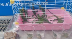 ASEGURAN IGUANAS Y TORTUGAS POR PRESUNTA VENTA IRREGULAR EN EL MARQUÉS