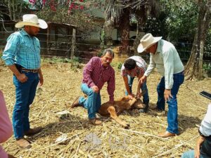 GOBIERNO MUNICIPAL DE LANDA ACTÚA DE MANERA PREVENTIVA ANTE POSIBLE CASO DE GUSANO BARRENADOR EN LA LIMA