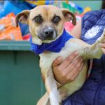 IMCA CORREGIDORA INCREMENTA LAS ADOPCIONES RESPONSABLES DE ANIMALES