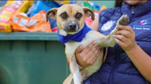 IMCA CORREGIDORA INCREMENTA LAS ADOPCIONES RESPONSABLES DE ANIMALES