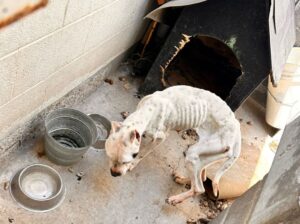 RESCATA EL MARQUÉS CANINA EN SITUACIÓN DE ABANDONO EN LA PRADERA