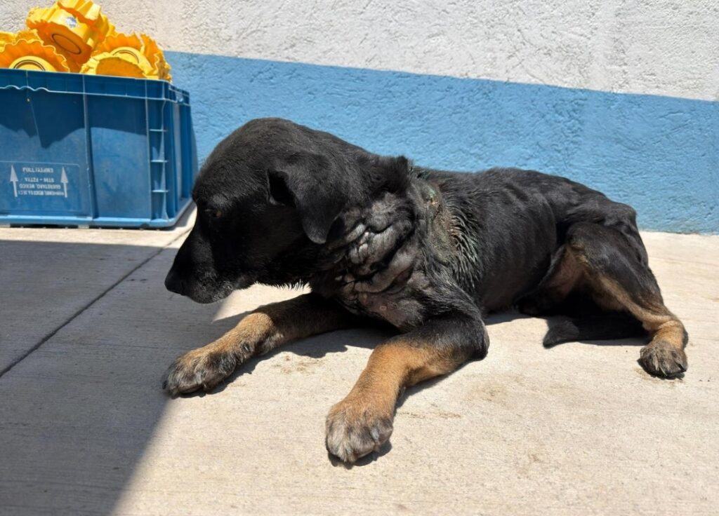 MANTIENE IMPA ATENCIÓN PERMANENTE A EJEMPLAR AFECTADO POR GUSANO BARRENADOR