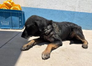 MANTIENE IMPA ATENCIÓN PERMANENTE A EJEMPLAR AFECTADO POR GUSANO BARRENADOR