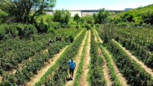 CAMPO DE ZARZAMORA EN LA SALITRERA: PLAN DE FIN DE SEMANA CON SABOR A TRADICIÓN EN COLÓN