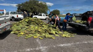 ENTREGA MUNICIPIO DE QUERÉTARO SEMILLA DE MAÍZ A PRODUCTORES QUERETANOS