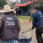 IMCA FORTALECE LA ATENCIÓN Y EL RESGUARDO DE FAUNA SILVESTRE EN CORREGIDORA