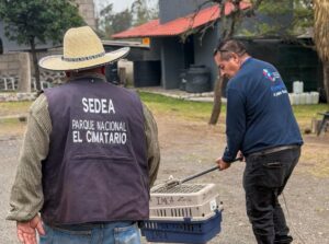 IMCA FORTALECE LA ATENCIÓN Y EL RESGUARDO DE FAUNA SILVESTRE EN CORREGIDORA