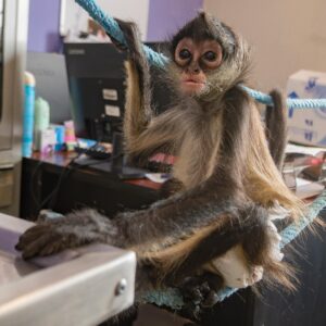 IMPA EL MARQUÉS RESGUARDA Y BRINDA ATENCIÓN ESPECIALIZADA A EJEMPLAR DE MONO ARAÑA