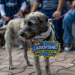 ADRIÁN ALVARADEJO, PRESIDENTE DEL COMITÉ MUNICIPAL DEL PRI EN CORREGIDORA, IMPULSA JORNADA “PATITAS CON TODO” A FAVOR DEL BIENESTAR ANIMAL.