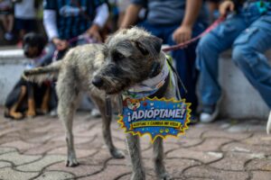 ADRIÁN ALVARADEJO, PRESIDENTE DEL COMITÉ MUNICIPAL DEL PRI EN CORREGIDORA, IMPULSA JORNADA “PATITAS CON TODO” A FAVOR DEL BIENESTAR ANIMAL.