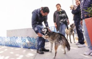 CORREGIDORA ARRANCA LA SEGUNDA ETAPA DE LA CAMPAÑA GRATUITA “ESTERILIZA Y PROTEGE”