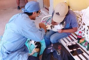 MÁS DE 150 ESTERILIZACIONES FORTALECEN EL BIENESTAR ANIMAL EN TOLIMÁN