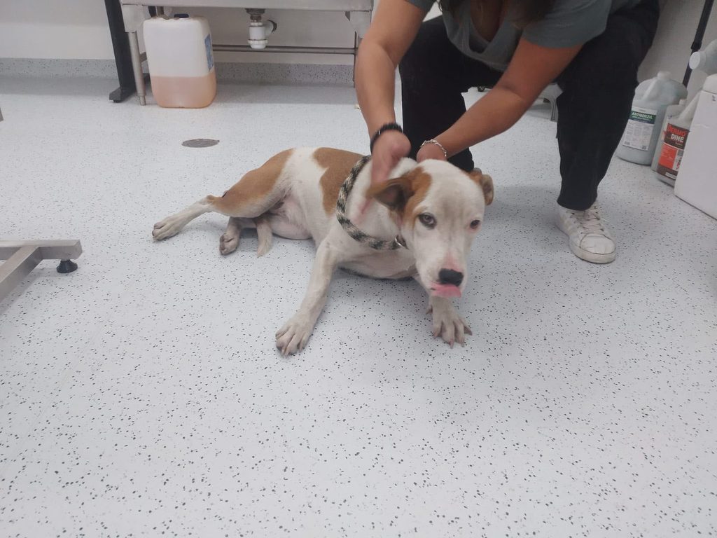 MUNICIPIO DE QUERÉTARO RESCATA A UN CANINO ATRAPADO EN UNA REJILLA DE DESAGÜE 1 IMG 20261028 WA0122