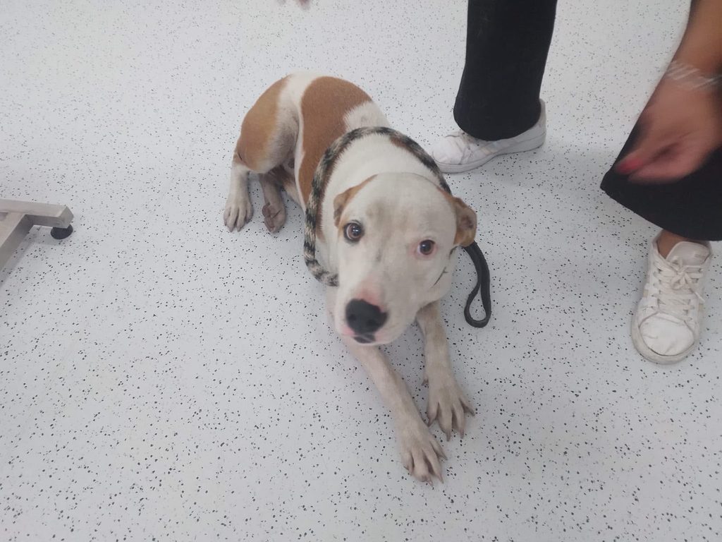 MUNICIPIO DE QUERÉTARO RESCATA A UN CANINO ATRAPADO EN UNA REJILLA DE DESAGÜE 3 IMG 20261028 WA0123