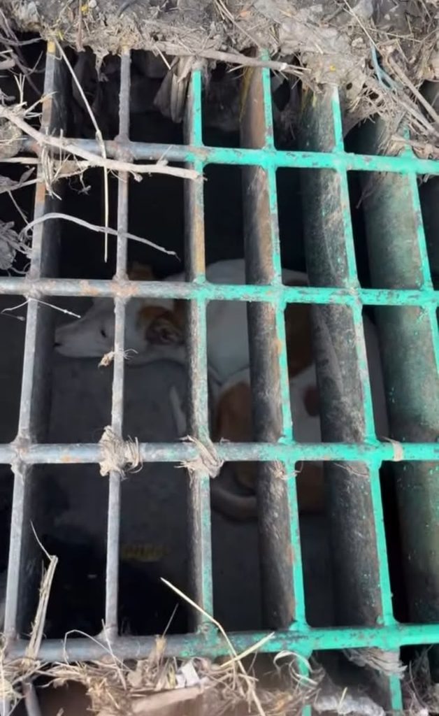 MUNICIPIO DE QUERÉTARO RESCATA A UN CANINO ATRAPADO EN UNA REJILLA DE DESAGÜE 2 IMG 20261028 WA0126