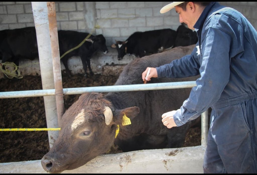 CORREGIDORA BRINDA ATENCIÓN VETERINARIA A 580 CABEZAS DE GANADO A TRAVÉS DE la SEGUNDA JORNADA METROPOLITANA DE SALUD ANIMAL 3 Screenshot 20261023 140446